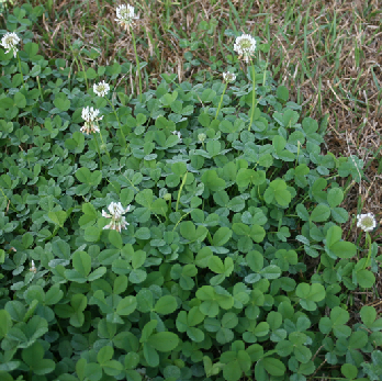 Broadleaf weedspng